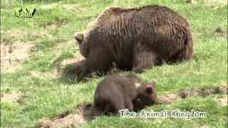 Brown Bear & cubs - Bruine Beer met jongen - ursus arctos
