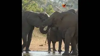 Synchronized sipping at its finest. #wildlife #africansafari #animals #elephant #krugersightings