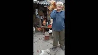 Папуга