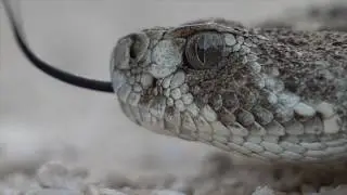 Snake Hunt 2018 Part 3: Finally Snakes!