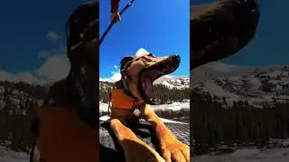 Nothing Better Than Paddle Boarding With Your Dog