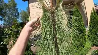 Сосна желтая (Pinus ponderosa Penaz) 4к
