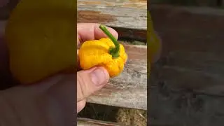 Как сушить перец Carolina reaper?