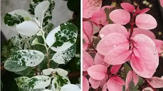 Breynia Disticha - Breynia Roseopicta