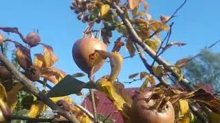 ОТ КАМНЕЙ И ПЕСКА В ПОЧКАХ ЗАВЕДИ МУШМУЛУ 9.11.2022 г.