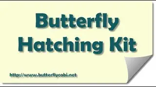 HeyThatsMike - Insect Lore Butterfly Garden Kit - Grow Your Own Butterflies - HeyThatsMike