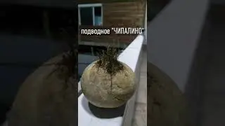 Чиверс - дары моря!!!