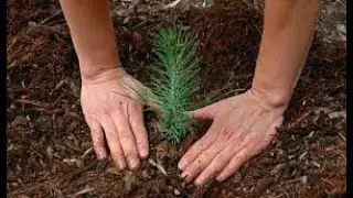 کاشتن به جای کشتن