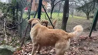 Встретил родственника. Выясняли кто главный :) Archie met relative.