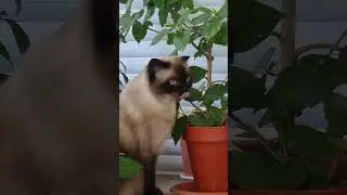 Кошки не хщники, они травоядные!