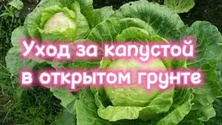 Уход за капустой в открытом грунте