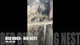 BED BUGS, big nests house. 4K video