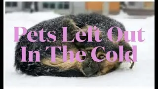 (Trailer) Pets Left Out In The Cold
