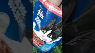 🐱А ВОТ И БАРСИК 🐆. КОТ ЛЕСНОЙ НАШЕЛСЯ 🥰.