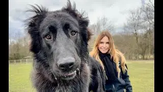 WOLF KILLER? - The Iranian Sarabi Dog - سگ سرابی