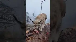 Рыси-самые красивые кошки