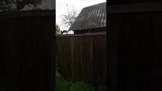 Белки и пушистые хвосты
