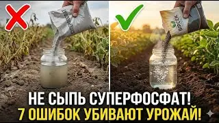 Нас обманывают годами! Как отличить настоящий суперфосфат от опасной подделки, убивающей урожай