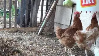 Chicken Food Toys