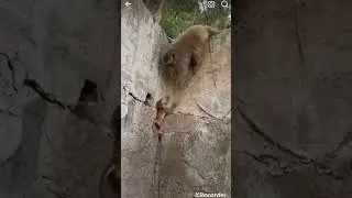 Monkey mafia