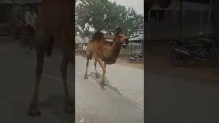 Camel shorts 