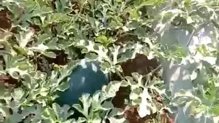 Hybrid fruits and vegetables