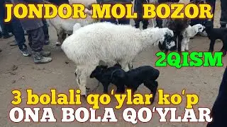 ЖОНДОР. МОЛ БОЗОР ОНА БОЛА КУЙЛАР