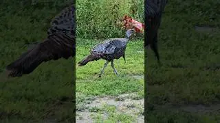 Look at the Hooks on this ugly Old Turkey! #turkeyhunting #spurs #homestead #outdoors