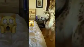 Что здесь происходит? 🙀 #животные #приколы #animals