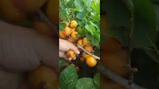 Абрикоса  Пінк Кот-продовження!!!