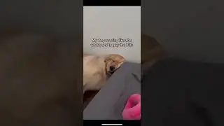 Dead Tired for Doing Nothing 😂 Funny Dog Snoring Loudly #shorts