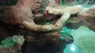 Emmar akvaryum gittim 