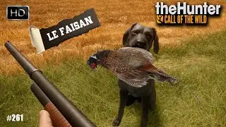 THEHUNTER COTW GAMEPLAY #261 UNE GROSSE CHASSE AUX FAISANS SUR CUATRO COLINAS 2024