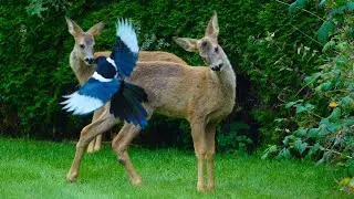 Magpies teasing a deer