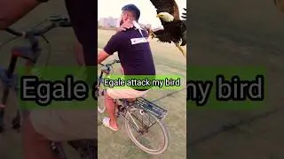 Eagle Rescues Budgie Bird! 😳 | Unbelievable Real Footage | 