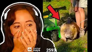 Maya thought this was TOO CUTE when a viewer showed her this...