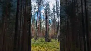 Марина. Майский. Хвойная 2021