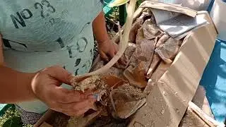 💥Смотреть до конца💥распаковка посылки из питомника 