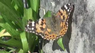 ヒメアカタテハ（小型のタテハチョウ）