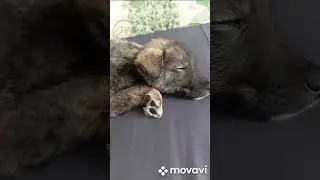 прихожу домой после работы, а у меня дома вот такое чудо, сын сказал что не смог пройти мимо 🙂