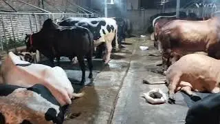 রাত বিরাতে সাদিক এগ্রো তে...