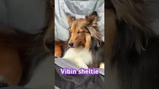 Vibin’ sheltie (Shetland sheepdog) #dog #sheltie #shetlandsheepdog #puppy #doggy #pup #shelties