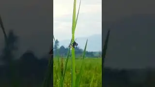Keindahan Kupu-Kupu di Alam Liar Sang Penari Alam