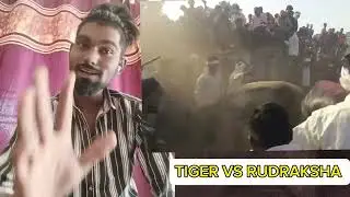 टाइगर जैनाबाद VS रुद्राक्ष शाहपुर टक्कर संग्रामपुर || VIDEO BY DEV PANDULE || #hellokitakkar#bull