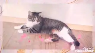 клипик с кошками