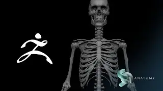 How To Sculpt Texture A Human Skeleton In ZBrush (Complete Tutorial No Audio)