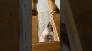 Родная а шо ты тут делаешь?