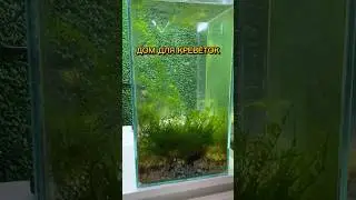 ДОМ ДЛЯ КРЕВЕТОК 🦐🏠 