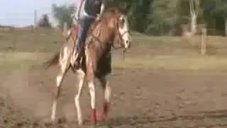 APHA mare, Missed The Express