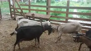 Козы пытаются остановить жестокое сражение своих подруг